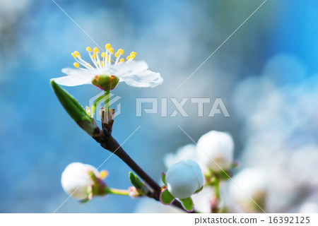 Spring blossoming white spring flowers Spring blossoming white spring flowers 16392125
