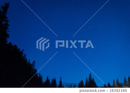 Forest under blue dark night sky Forest under blue dark night sky 16392160