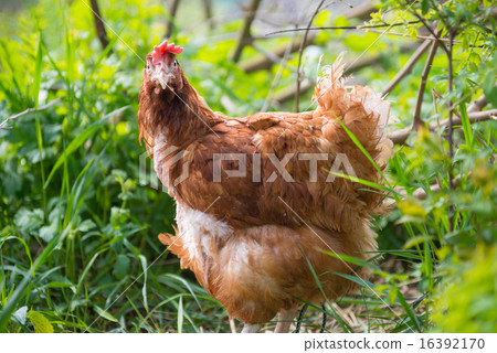Orange chicken hen Orange chicken hen 16392170