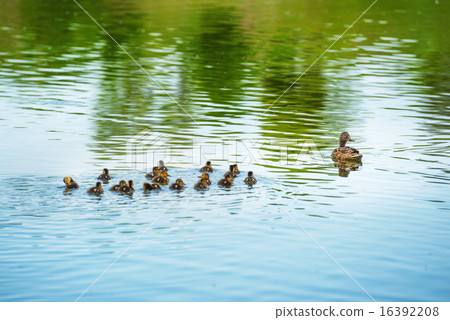 Duck family with many small ducklings Duck family with many small ducklings 16392208