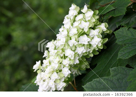 hydrangea   16392366