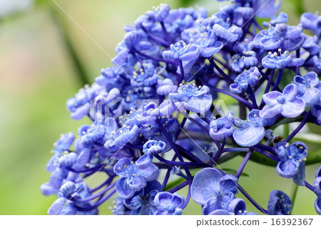 hydrangea   16392367