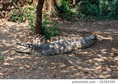 Portrait of a Nile Crocodile 16392504
