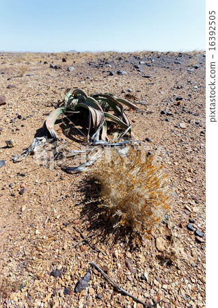 Welwitschia mirabilis, desert plant, living fossil 16392505