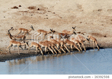 drinking impala herd drinking impala herd 16392508