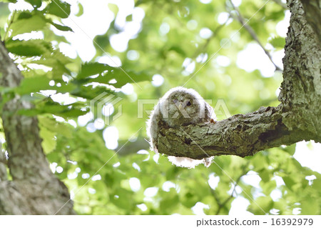 Child of Ezo Owl Child of Ezo Owl 16392979