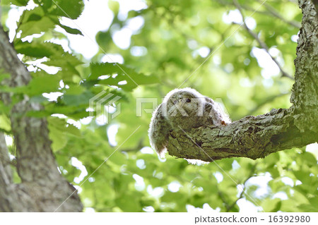 Child of Ezo Owl Child of Ezo Owl 16392980