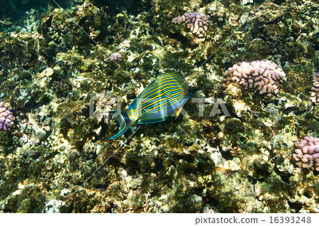 Coral reef and fish Coral reef and fish 16393248