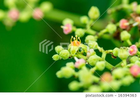 黃色花花 16394363