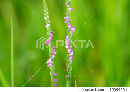 Spiranthes sinensis Spiranthes sinensis 16394364