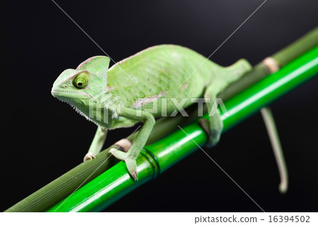 Colorful Chameleon, bright vivid exotic climate 16394502