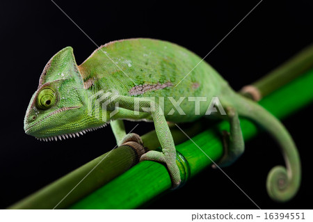 Colorful Chameleon, bright vivid exotic climate 16394551