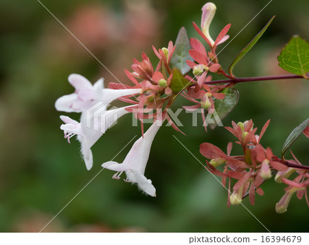 Aberia of summer hedge Aberia of summer hedge 16394679