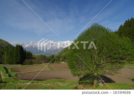 信州白馬村藍色食人魔（藍色）定居點的春天，尋找降雪的北阿爾卑斯山 16394686