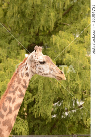Masai giraffe Masai giraffe 16394753