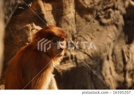 Monza monkey Monza monkey 16395207
