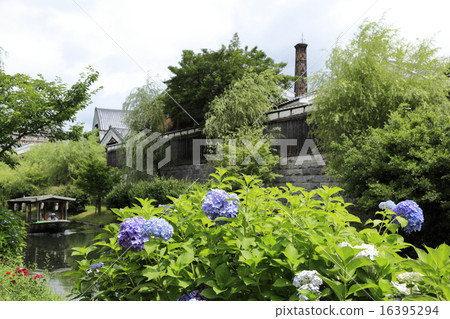 Hydrangea season Hydrangea season 16395294