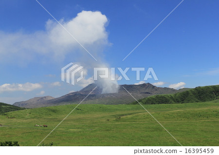 Aso Grass Sengahamahama 16395459