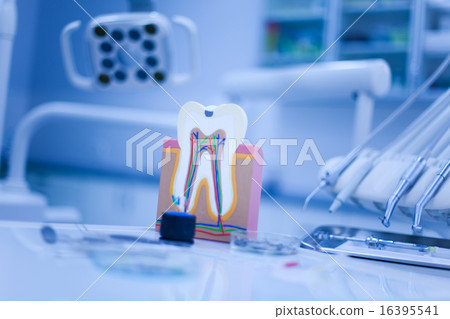 Tooth anatomy, bright colorful tone concept 16395541