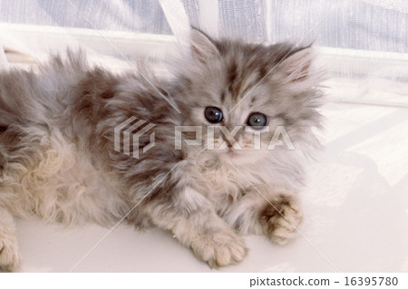 Cute kittens 16395780