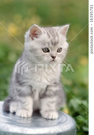 Cute kittens 16395781