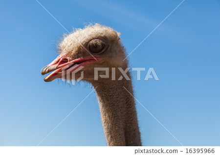 Portrait of an ostrich 16395966
