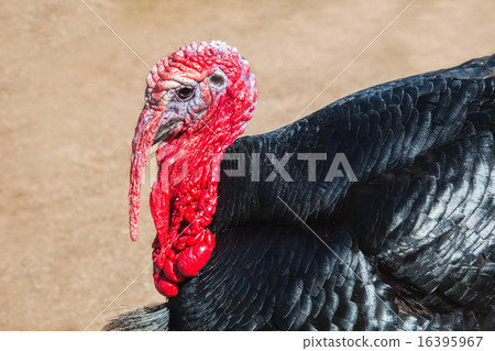 Portrait turkey Portrait turkey 16395967