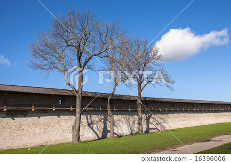 Three trees next to the defensive wall 16396006