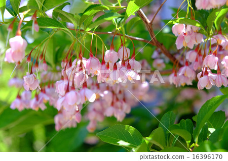 安息香花　 16396170