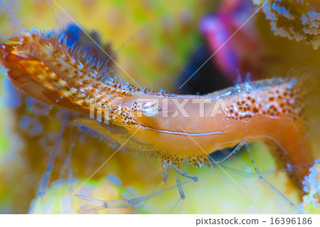 Kogalashshire 16396186