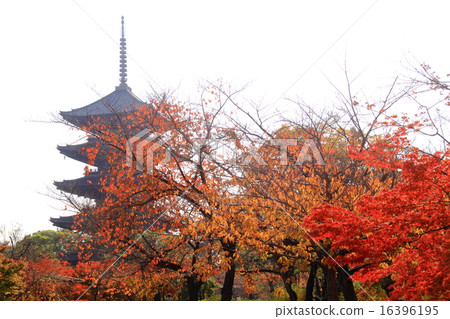 Autumn leaves of Toagashi (Kyoto) five-storied pagoda Autumn leaves of Toagashi (Kyoto) five-storied pagoda 16396195