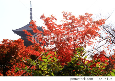 Autumn leaves of Toagashi (Kyoto) five-storied pagoda Autumn leaves of Toagashi (Kyoto) five-storied pagoda 16396196