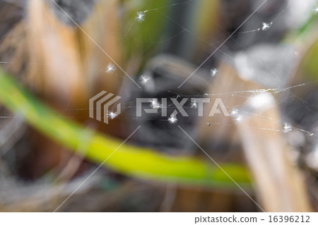 closeup web closeup web 16396212