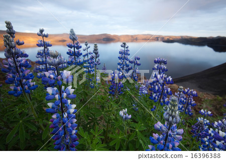 Iceland flowers, bright colorful vivid theme Iceland flowers, bright colorful vivid theme 16396388