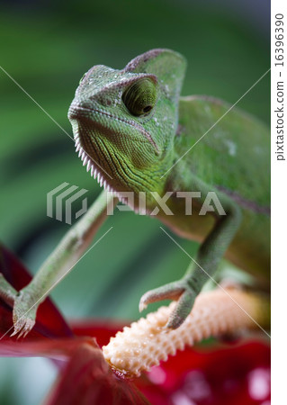 Flower on chameleon, bright vivid exotic climate Flower on chameleon, bright vivid exotic climate 16396390