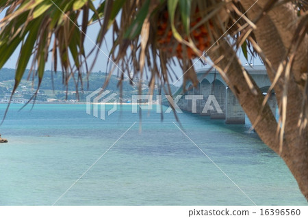 高麗島 16396560
