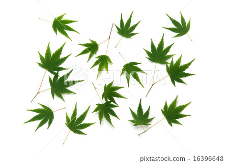 Leaves of autumn leaves 16396648