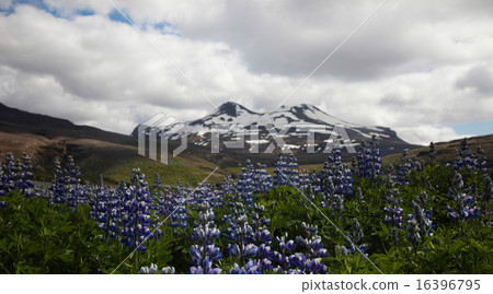 Iceland flowers, bright colorful vivid theme 16396795