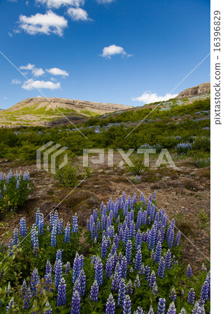Iceland flowers, bright colorful vivid theme 16396829