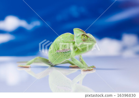 Chameleon on the blue sky, bright vivid exotic  16396830