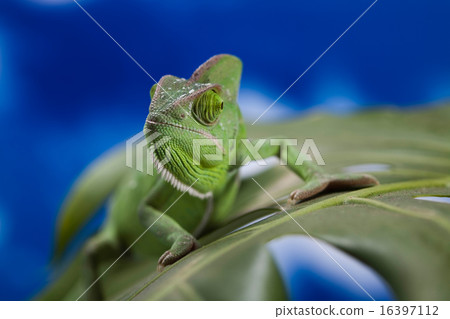 Chameleon on the blue sky, bright vivid exotic Chameleon on the blue sky, bright vivid exotic 16397112
