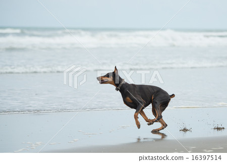 Doberman playing in the sea Doberman playing in the sea 16397514