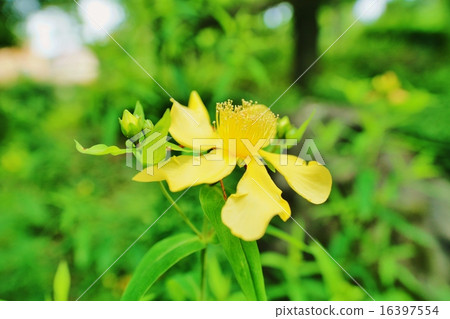 Hypericum ascyron 16397554