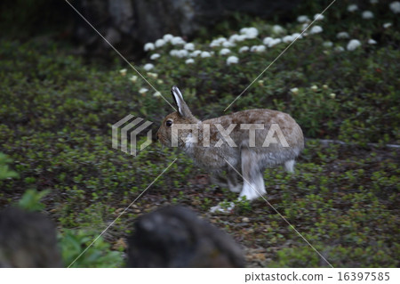 跑小兔子 16397585