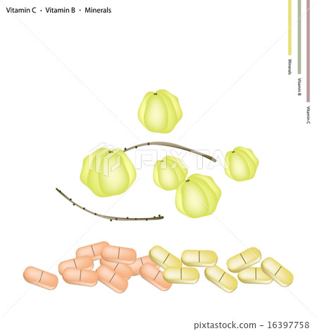 Star Gooseberries with Vitamin C, B and Minerals Star Gooseberries with Vitamin C, B and Minerals 16397758