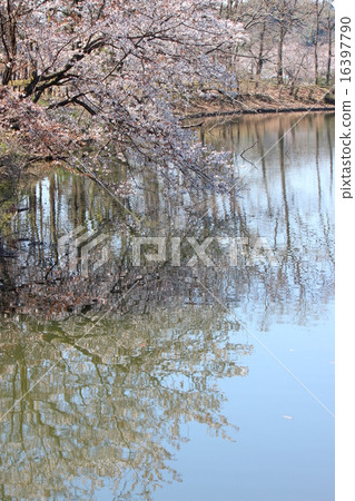 櫻花在水中 櫻花在水中 16397790