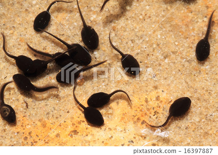 tadpoles in the fresh water 16397887