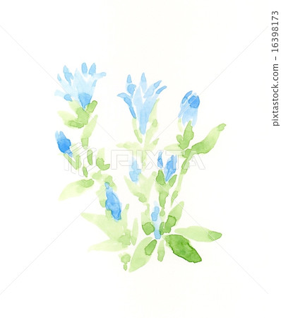 Gentian Gentian 16398173