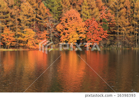 早晨池塘色的葉子 16398393