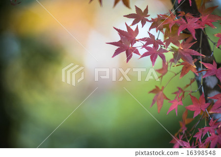 autumn leaves, very shallow focus 16398548